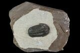 Proetid (Timsaloproetus?) Trilobite - Jorf, Morocco #125480-1